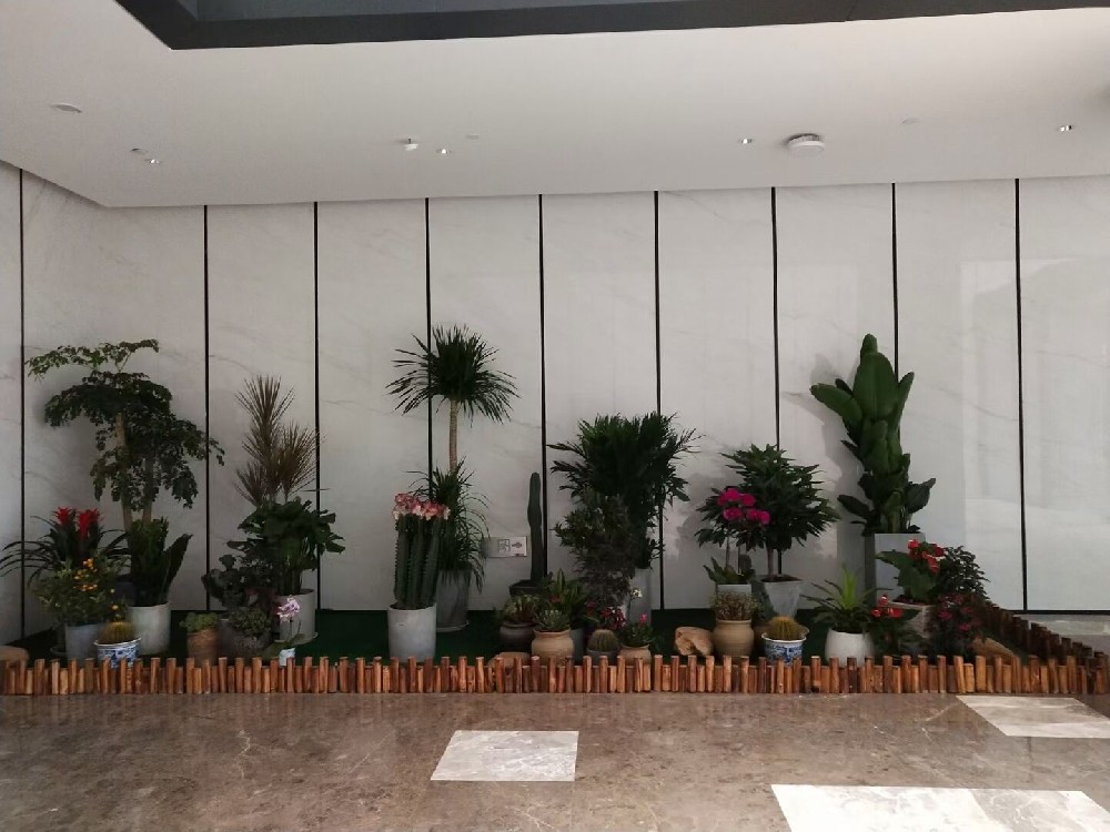 辦公室綠植租賃費(fèi)用到底高不高？常見(jiàn)綠植的種類(lèi)有哪些？
